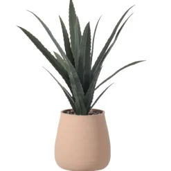 Aloe vera dans pot