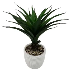 Aloe vera dans pot blanc