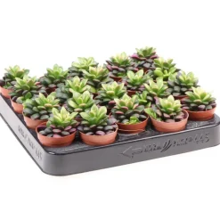 Anacampseros pot 5,5cm h6-10