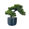 Bonsai dans pot noir