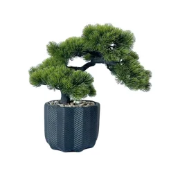 Bonsai dans pot noir