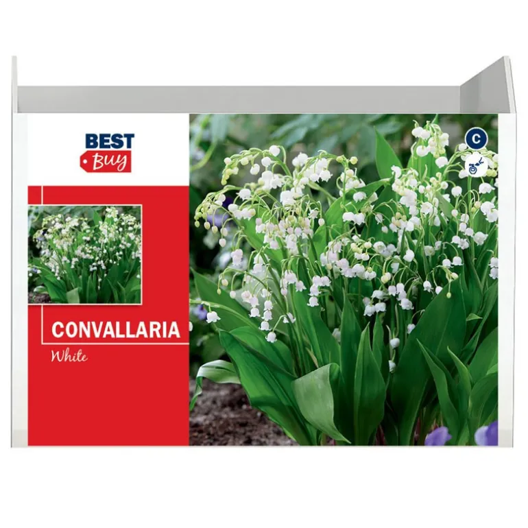 Bu convallaria blanc