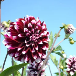 Bulbes dahlia edinburgh