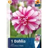 Bulbes dahlia princeless pink