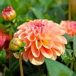 Bulbes dahlia sebastian