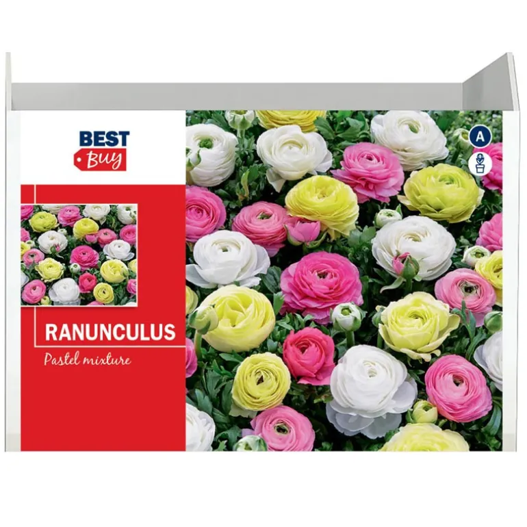 Bulbes rannuncule