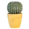 Cactus rond en pot