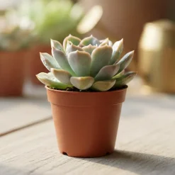 Echeveria pot 5,5cm h8