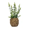 Eucalyptus pot tresse h40cm