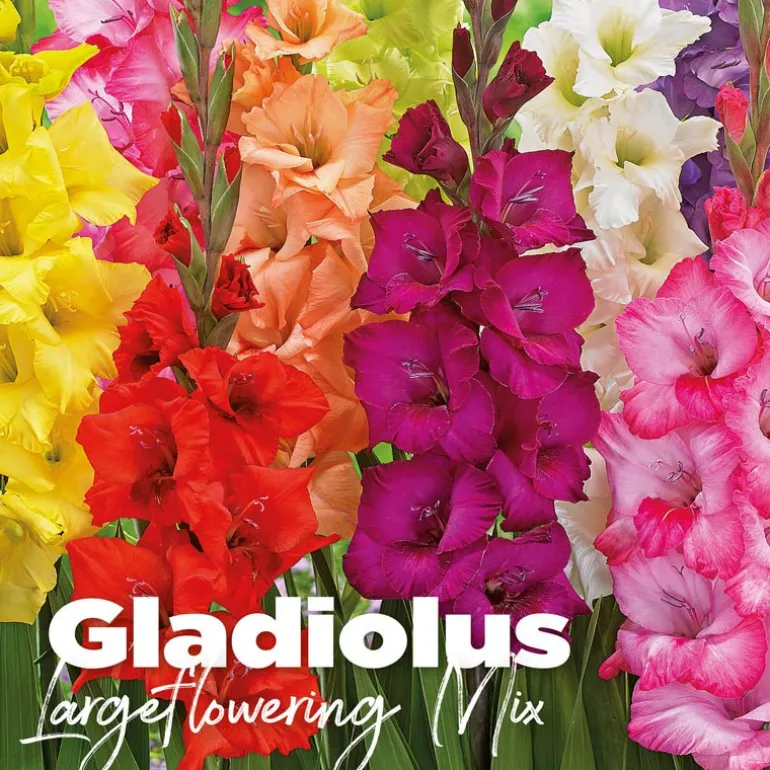 Gladiolus largeflowering mix
