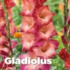 Gladiolus ocaso