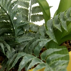 Jardiniere dans pot raye