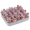 Kalanchoe pot 5,5cm h8-10