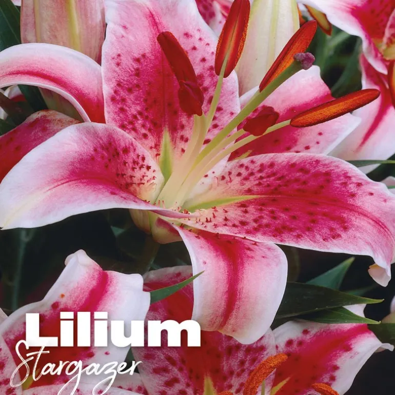 Lilium stargazer