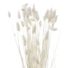 Phalaris 50cm
