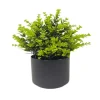 Plante en pot
