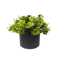 Plante en pot