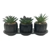 Set de 3 succulentes