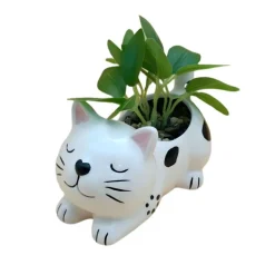Succulente chat