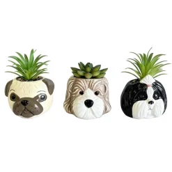 Succulente pot chien