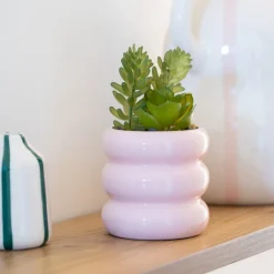 Succulente pot cotele