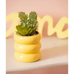 Succulente pot cotele