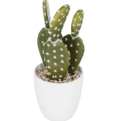 Succulent ou cactus en pot