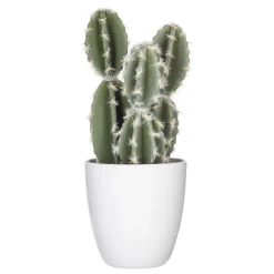 Succulent ou cactus en pot