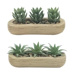 Trio succulentes